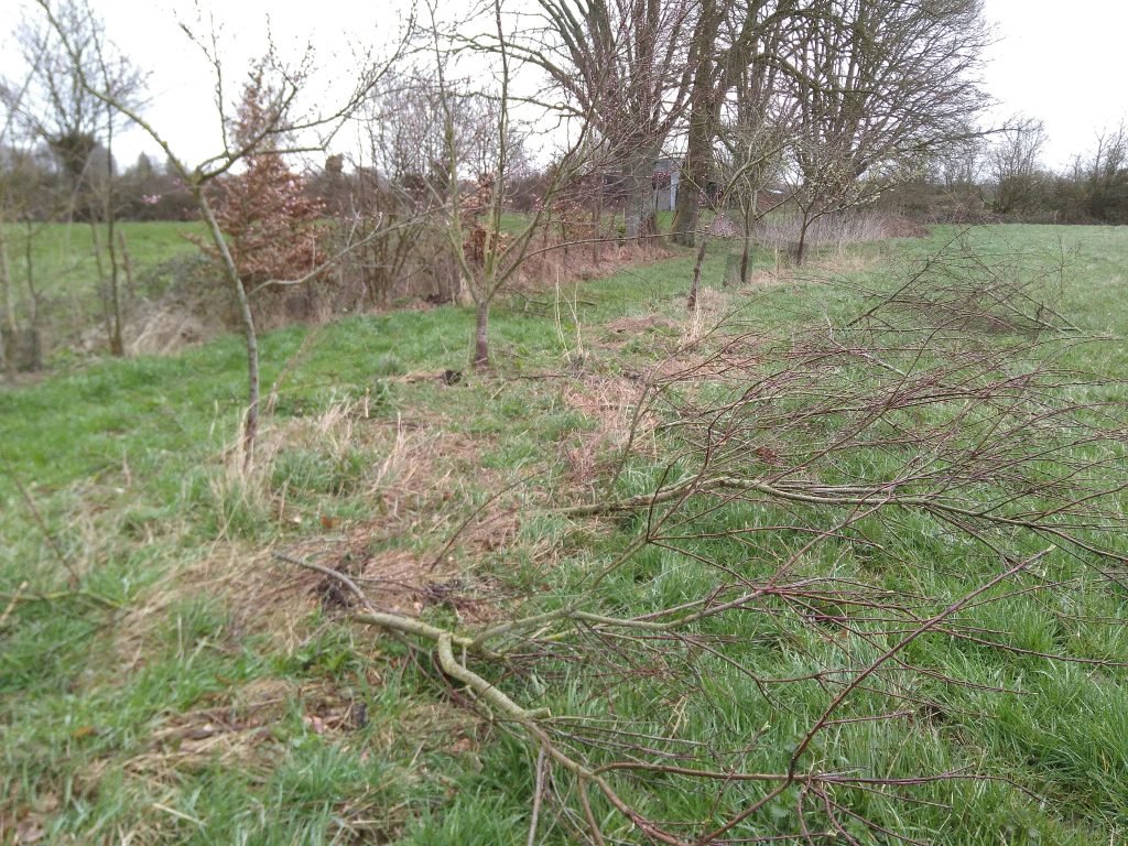 Pruning the peach trees