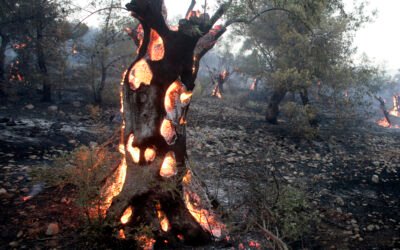 C pour Climat (Chaos climatique)