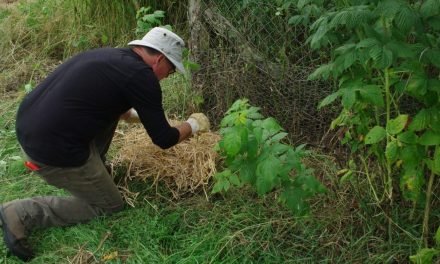 Le début de notre jardin forêt et l’art de creuser un trou