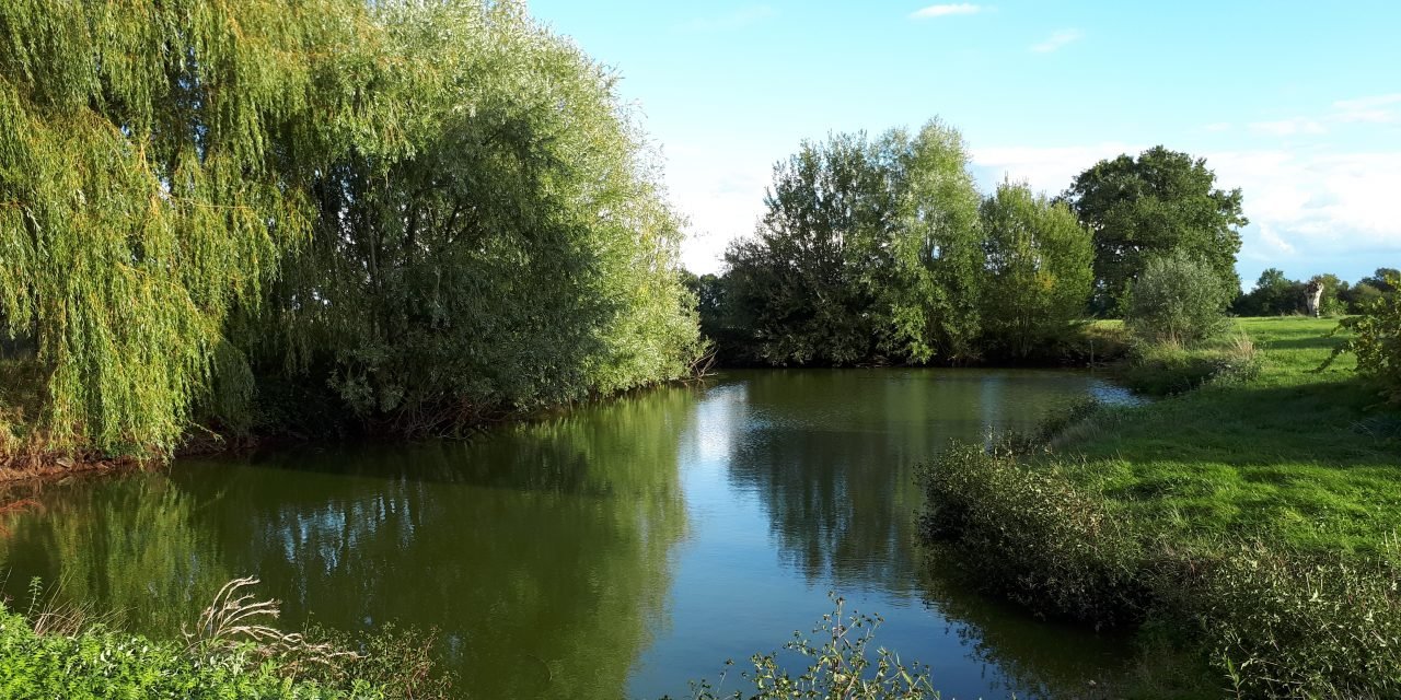 Nettoyage et approfondissement de la mare