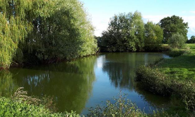 Nettoyage et approfondissement de la mare