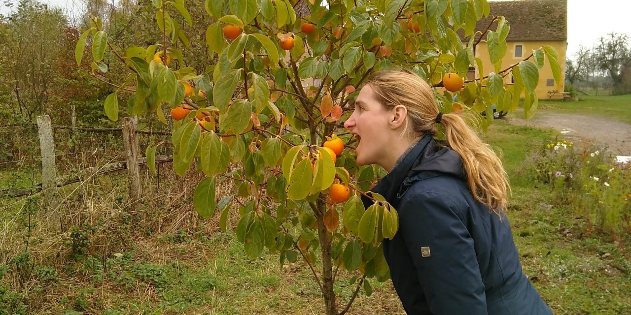 La plantation de nos premiers arbres fruitiers et l&rsquo;arrivée des chatons