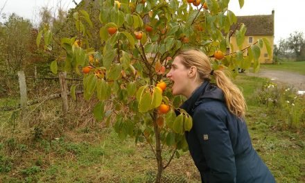 La plantation de nos premiers arbres fruitiers et l&rsquo;arrivée des chatons