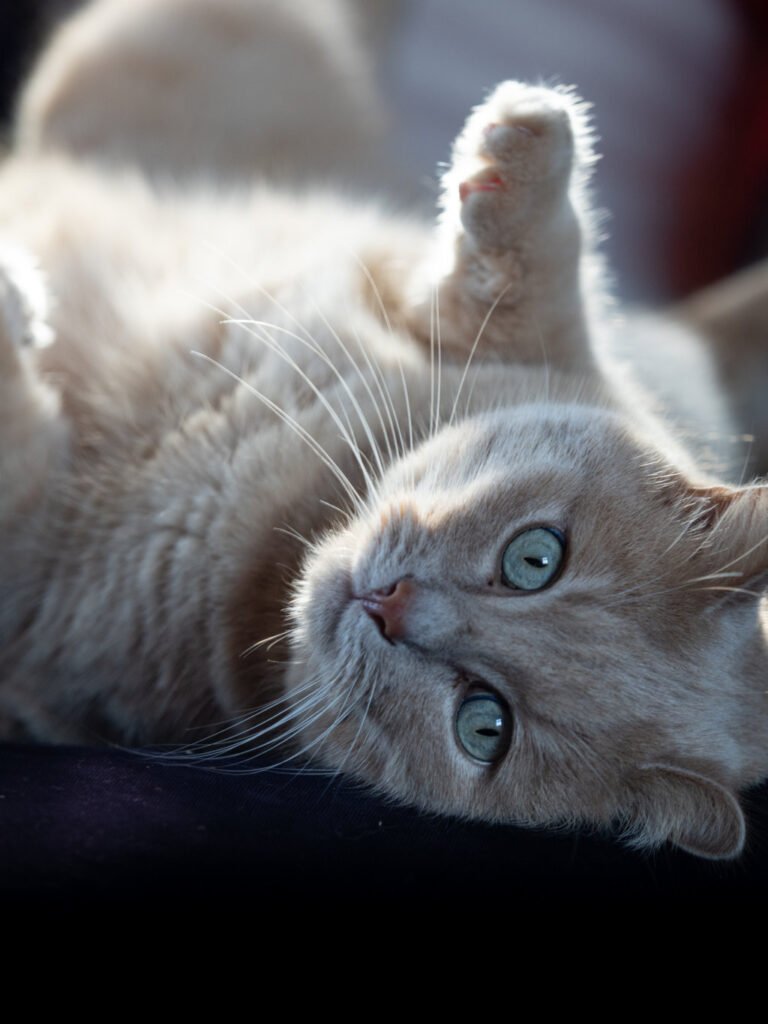 Louis notre chat