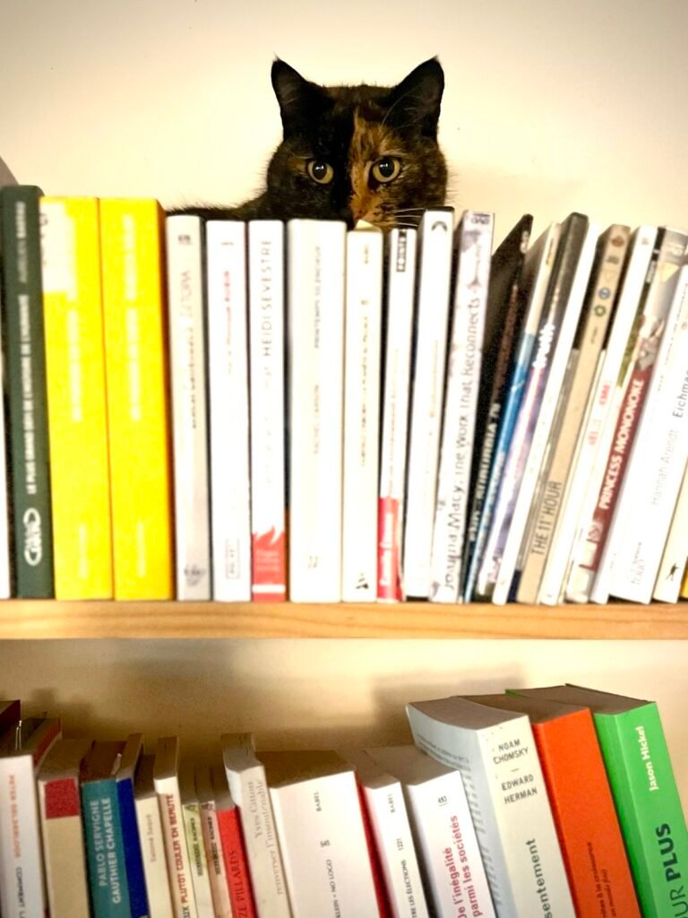 Thelma on the bookcase