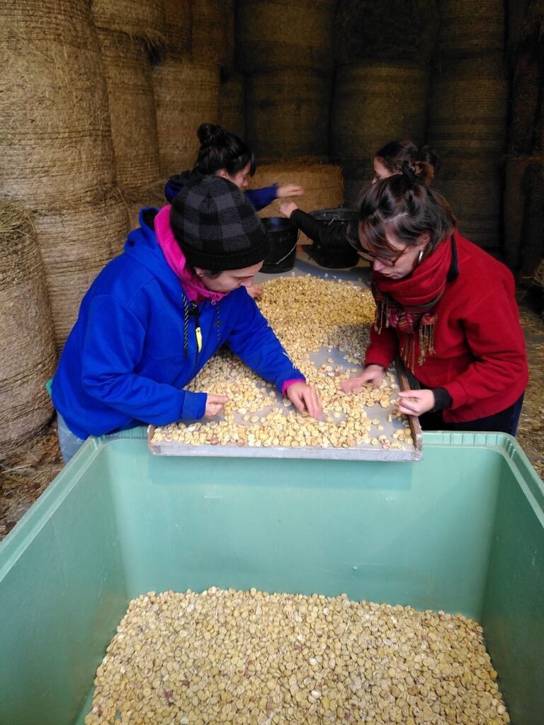 Le tri des chataignes