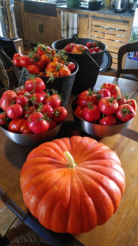 Tomates et potiron