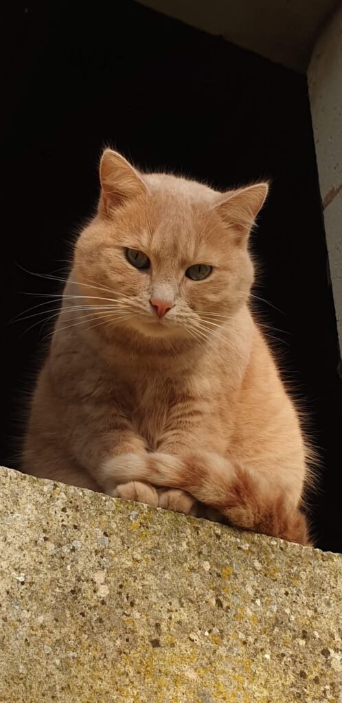 Louis in his garconiere